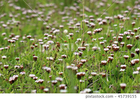 Himeiwadarezou Himeiwadarezou 45739155