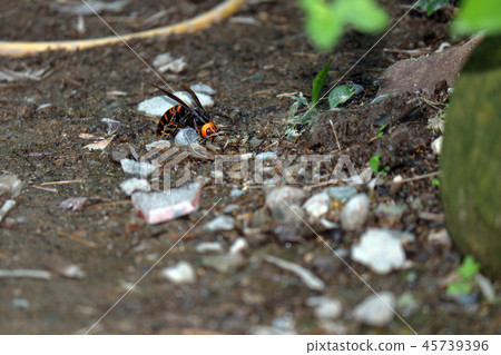 Hornet Hornet 45739396