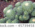 Cactus crown 45739458