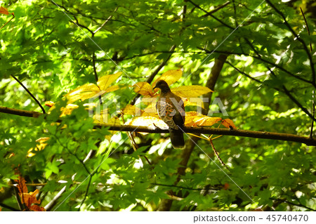 斑鳩 斑鳩 45740470