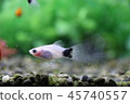 Mickey Mouse Platy 45740557