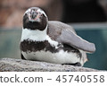 Penguin 45740558