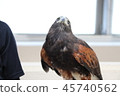 Harris Hawk 45740562