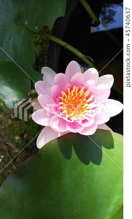 蓮花 蓮花 45740637