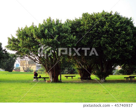 Hsinchu City Historic Site Zongmiao Folk Customs 45740937