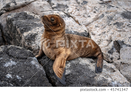 Galapagos sea lion sea lion 45741347
