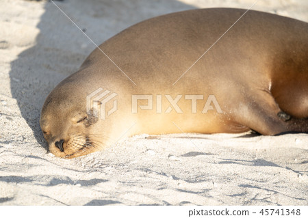 Galapagos sea lion sea lion Galapagos sea lion sea lion 45741348