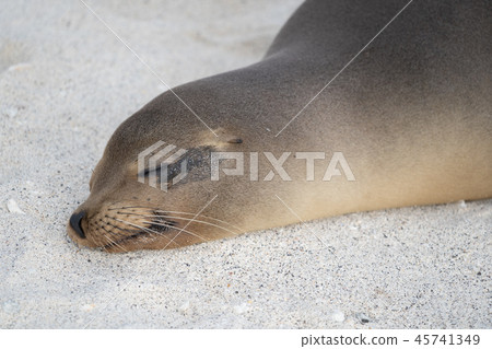 Galapagos sea lion sea lion Galapagos sea lion sea lion 45741349