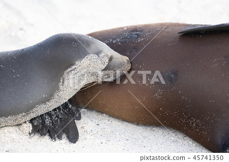 Galapagos sea lion sea lion Galapagos sea lion sea lion 45741350
