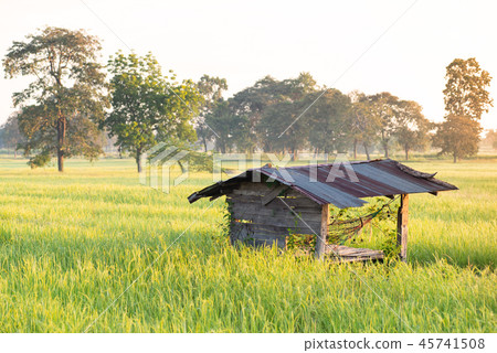 Old hut in green rice field with sunlight Old hut in green rice field with sunlight 45741508
