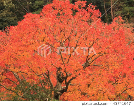 Katsuo-dera秋葉 45741647