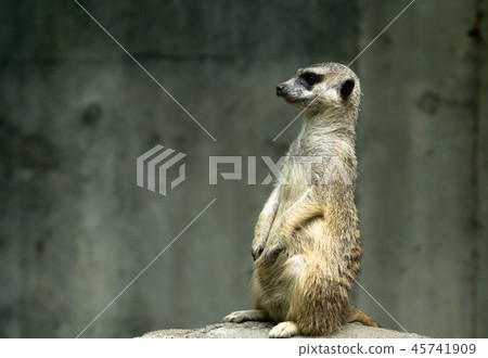 Meerkat Whole Body Upright Immovable Meerkat Whole Body Upright Immovable 45741909