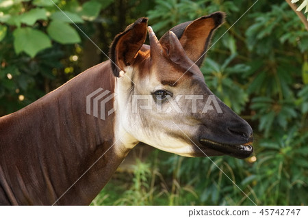 Okapi 69 45742747