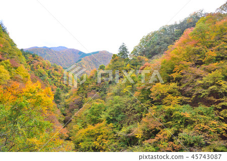 <Okutama> Autumn leaves in the valley Okutama-cho, Nishitama-gun, Tokyo <Okutama> Autumn leaves in the valley Okutama-cho, Nishitama-gun, Tokyo 45743087