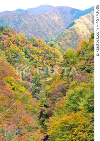 <Okutama> Autumn leaves in the valley Okutama-cho, Nishitama-gun, Tokyo 45743088