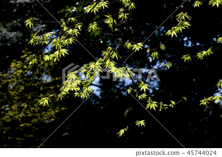 Maple leaves of spring Maple leaves of spring 45744024