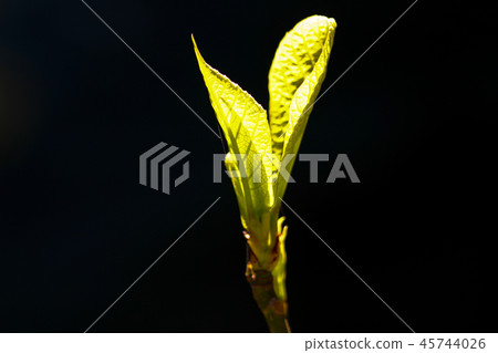 sprout sprout 45744026