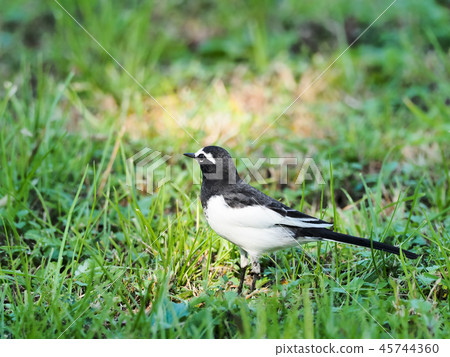 Black-backed wagtail 45744360