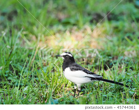 Black-backed wagtail 45744361