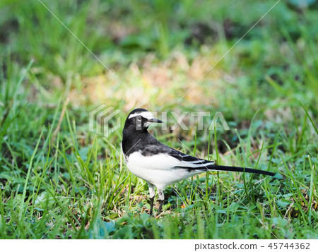 Black-backed wagtail 45744362