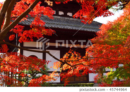Tofukuji Temple bell tower and maple 45744964