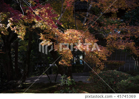 Shogakuji寺廟秋葉 Shogakuji寺廟秋葉 45745369