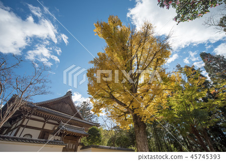 Autumn leaves of Shogakuji Temple Autumn leaves of Shogakuji Temple 45745393