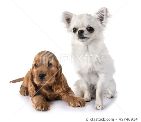 cocker spaniel and chihuahua