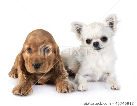 cocker spaniel and chihuahua