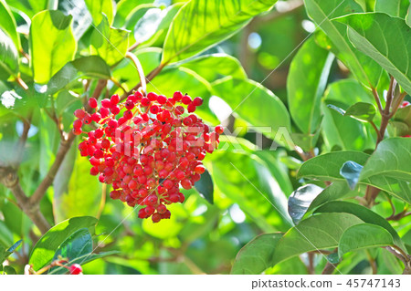 明亮的紅色花冠種子 45747143