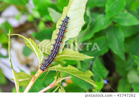 caterpillar worm black and white striped Walking caterpillar worm black and white striped Walking 45747262