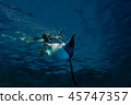 游泳企鵝 45747357