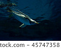 企鵝在水下游泳 45747358