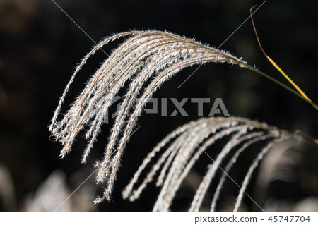 芒草 芒草 45747704