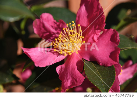 茶梅(猩紅的袴) 茶梅(猩紅的袴) 45747789