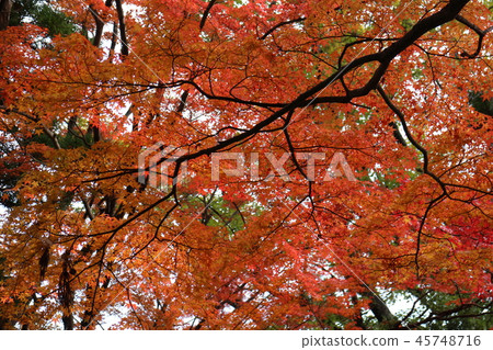 Autumn scenery with colored leaves 45748716