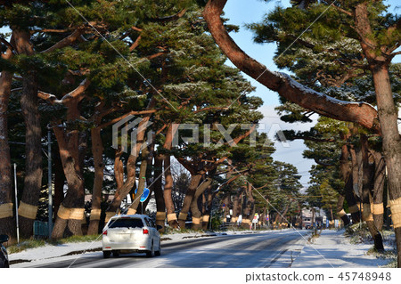在北海道南奈町7號公路的赤松Kaido-nokomo拍攝赤鬆的冬季景觀 45748948