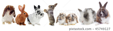 group of Rabbits 45749127
