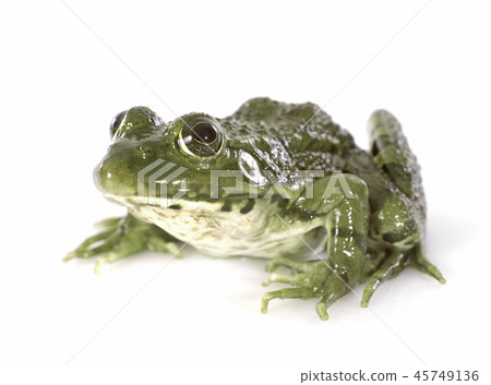 common frog common frog 45749136