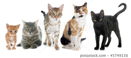 group of cats group of cats 45749138