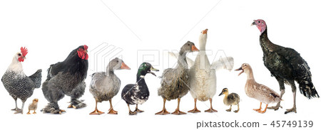 group of poultry group of poultry 45749139