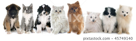 puppies and kitten puppies and kitten 45749140