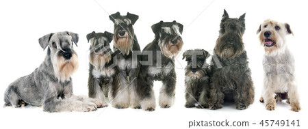 group of Schnauzer group of Schnauzer 45749141