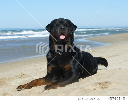 rottweiler on the beach rottweiler on the beach 45749145