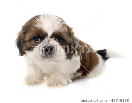 young puppy shitzu 45749188