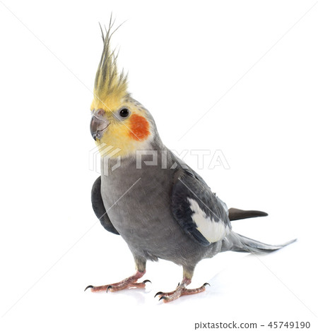 adult gray Cockatiel adult gray Cockatiel 45749190