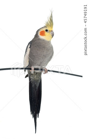 adult gray Cockatiel adult gray Cockatiel 45749191