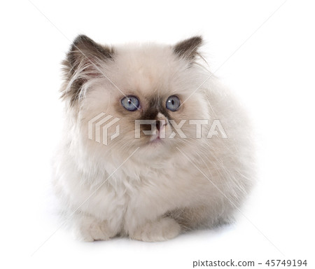 british longhair kitten 45749194