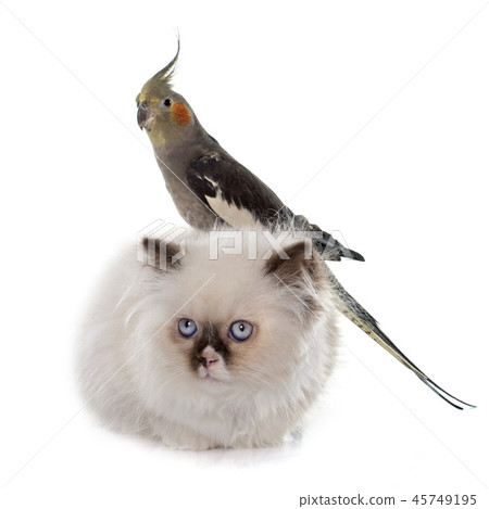 british longhair kitten and cockatiel 45749195