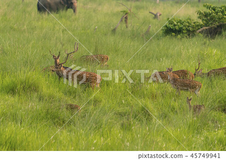 Sika or spotted deers herd in the elephant grass 45749941
